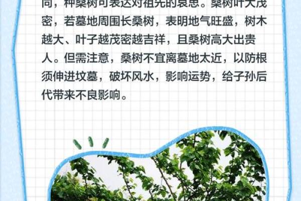 风水财运门前种树也不要种这三棵树禁忌 风水财运门前种树也不要种这三棵树禁忌