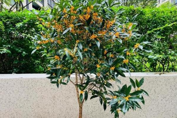 房子周围栽树风水