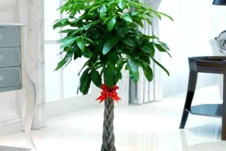 办公室风水绿植有哪些选择适合
