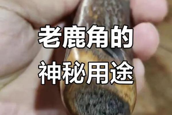鹿角的风水