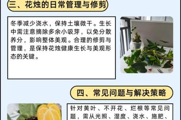 室内盆栽植物的介绍和风水作用 室内盆栽植物的介绍和风水作用