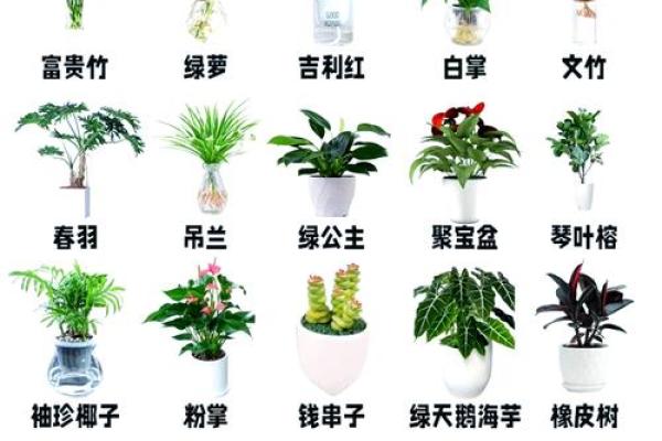 室内盆栽植物的介绍和风水作用 室内盆栽植物的介绍和风水作用