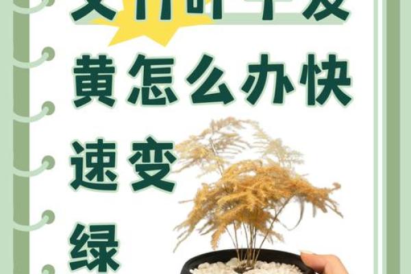 风水价值，为啥家里不能养文竹