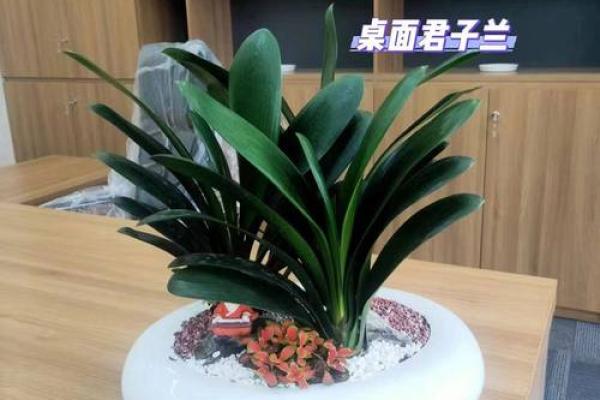 办公室养什么花风水最好适合摆放