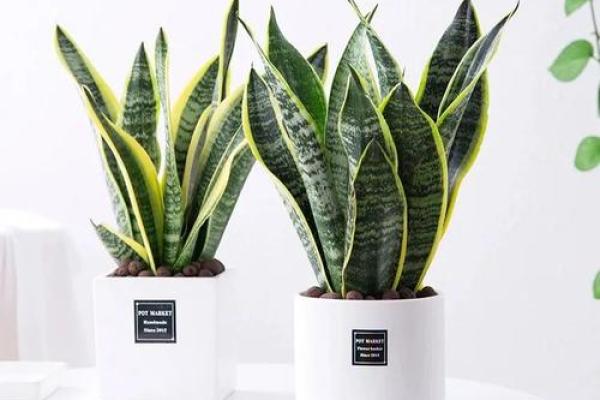 办公室养什么花风水最好适合摆放