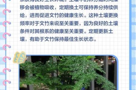 风水价值，为啥家里不能养文竹