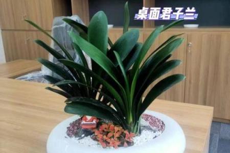 办公室养什么花风水最好适合摆放