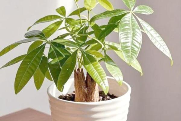 家庭绿植风水 家庭绿植风水好