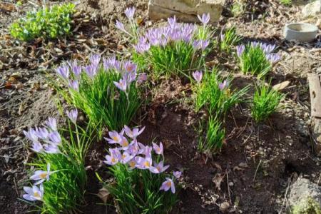 风水院子_韭菜种在院子有甚么寓意