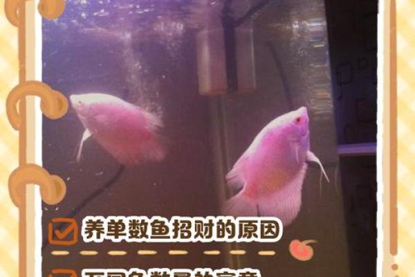 三的风水_鱼盆养几条鱼好