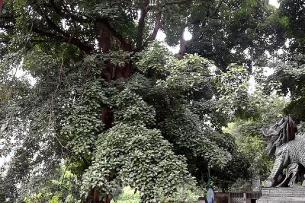 风水的树_大叶榕是吉树还是凶树
