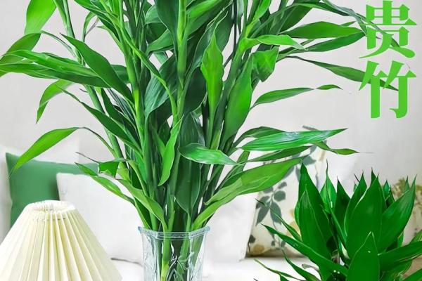 风水上富贵竹养多少颗比较旺财