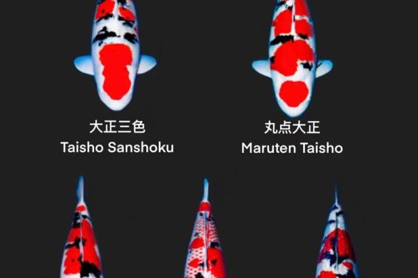 锦鲤风水_锦鲤养13条是什么意思