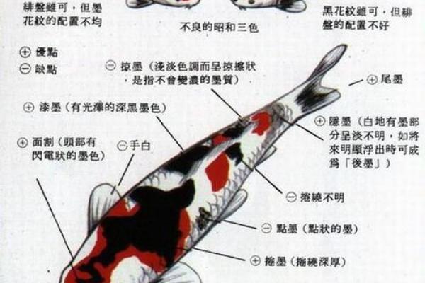 锦鲤风水_锦鲤养13条是什么意思