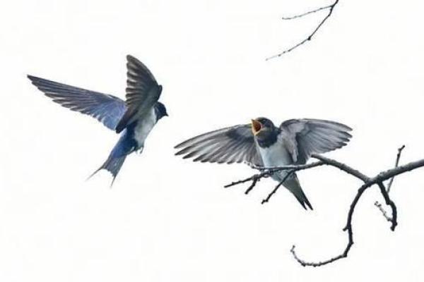 燕子科学风水