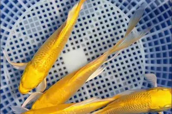 我是做生意的.怎样养风水鱼? 我是做生意的.怎样养风水鱼?