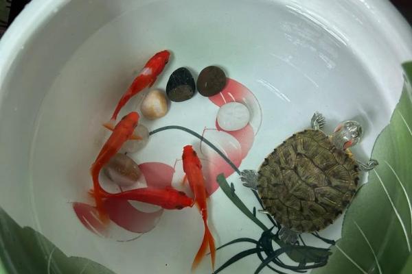 房子风水中乌龟串堂