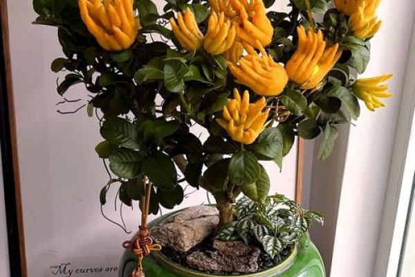 聚财风水_招财手花有什么好处