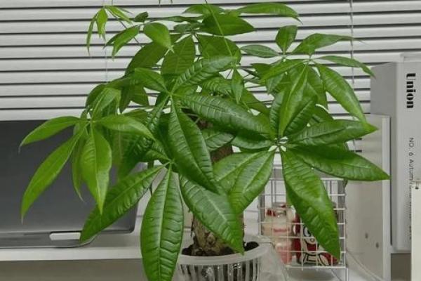 聚财风水_招财手花有什么好处