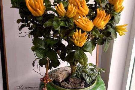 聚财风水_招财手花有什么好处