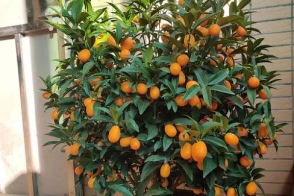 树上的房子风水 树上的房子风水