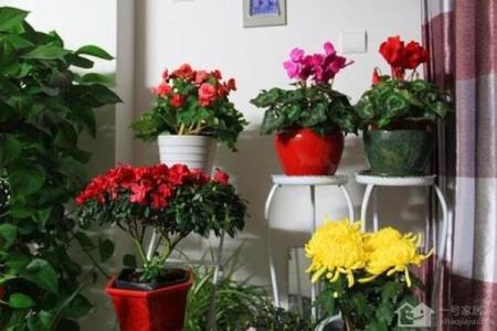 假花摆放在家里影响风水有哪些方面呢