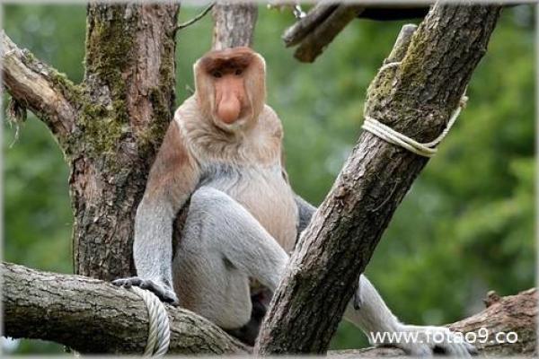 右眼睛下面长白毛算命 右眼睛下面长白毛算命