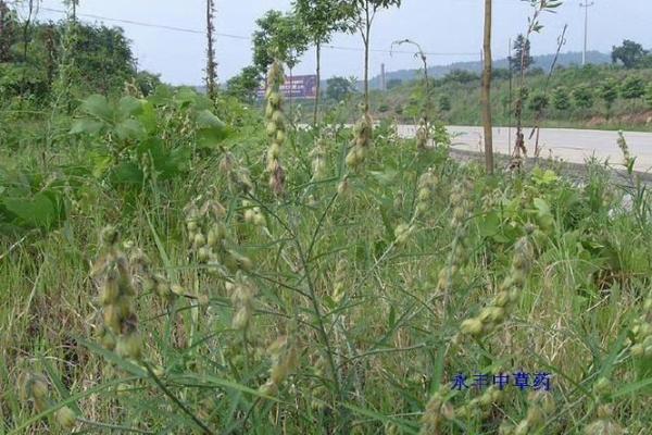 农村房子长草风水好吗
