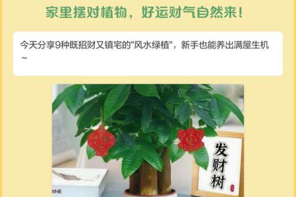 风水上松柏放在阳台和院子可镇宅旺财