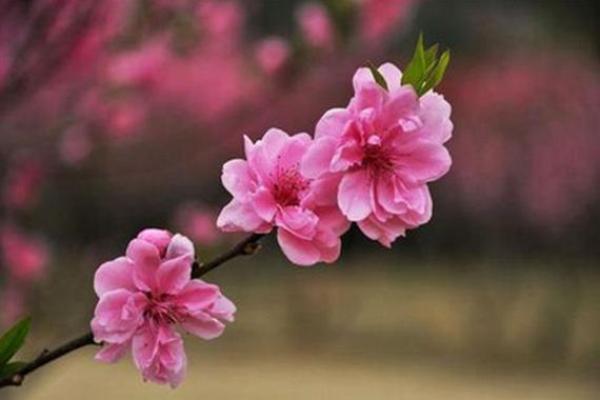 八字里桃花 八字里桃花