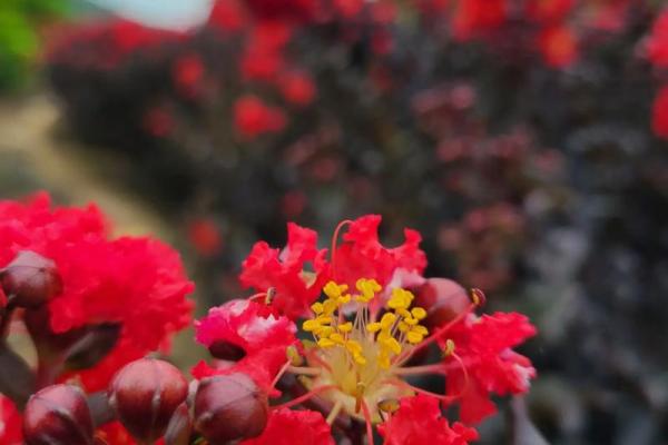 8字紫薇姻缘 紫薇姻缘预测？