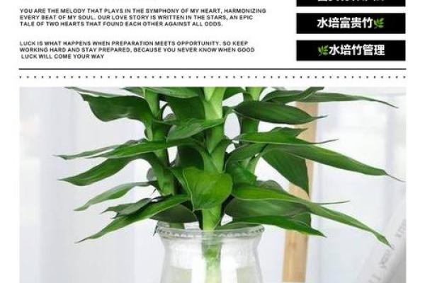 如何养殖富贵竹风水