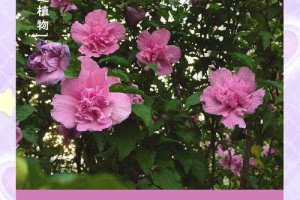 紫薇星什么颜色