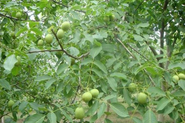 八字真硬!老太家中“核桃锤”竟是沉睡手榴弹,二十余年安然无恙 八字真硬!老太家中“核桃锤”竟是沉睡手榴弹,二十余年安然无恙