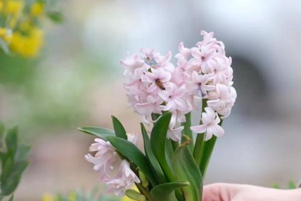 风信子免费算命 免费算命你的风信子会开吗 风信子免费算命 免费算命你的风信子会开吗