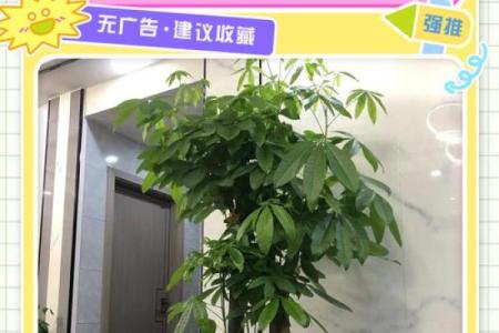 发财树风水摆放位置