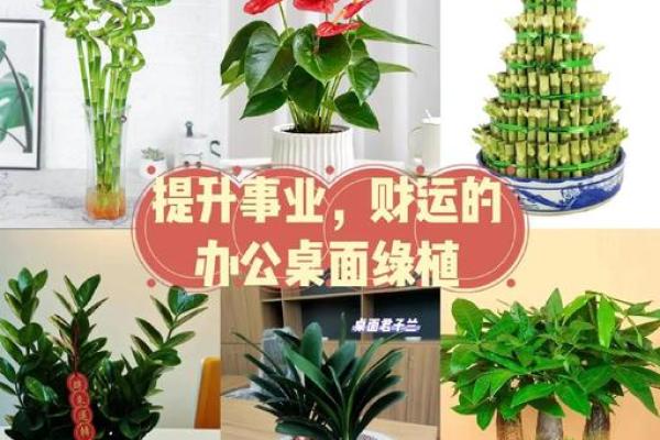 办公室风水布局摆放什么可以催旺财运