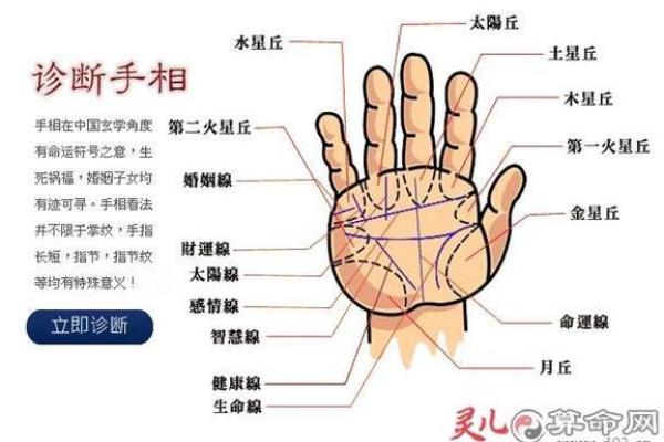 算命看手相算命图解 女性子女线