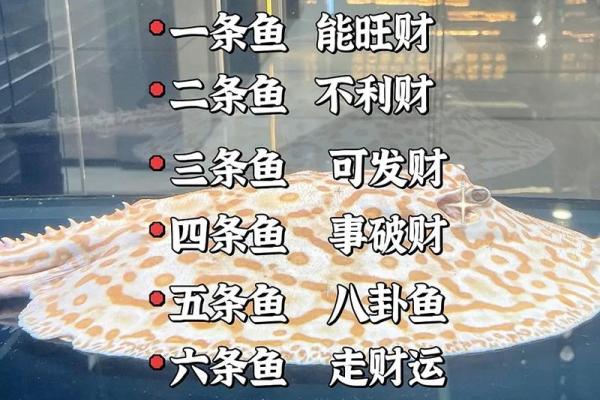 属兔人最适合养什么风水鱼？