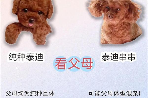 贵宾犬的八字特点及解析
