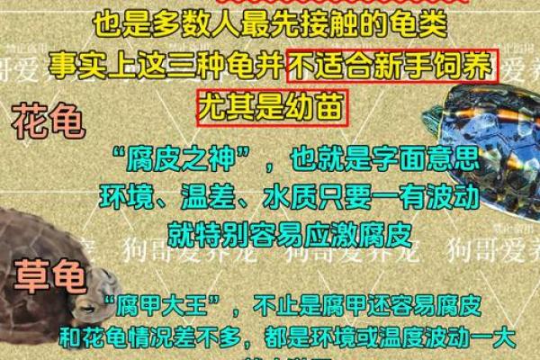 什么人不能养龟风水与属相禁忌化解