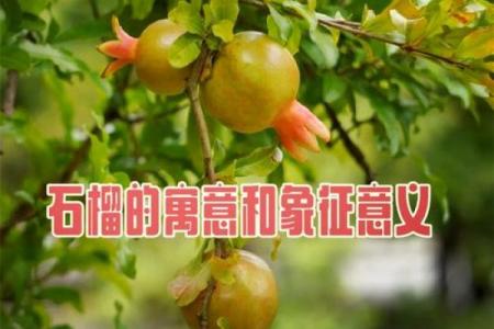 风水石榴寓意石榴石象征意义