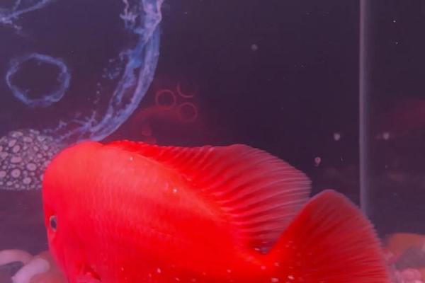 养罗汉鱼风水好吗 养罗汉鱼风水好吗