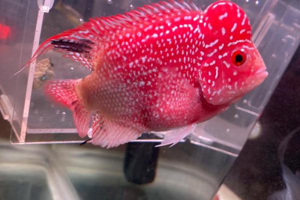 养罗汉鱼风水好吗 养罗汉鱼风水好吗