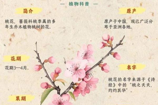 八字烂桃花怎么看？详细解析方法与特征
