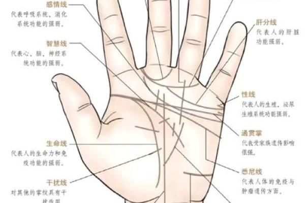 手型算命：兼形手的特质和命运