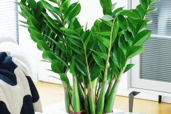 必须知道的风水植物优点有哪些？