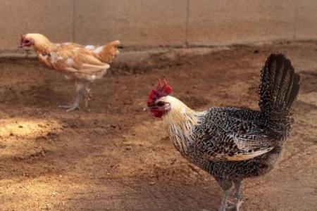 母鸡打鸣算命怎么说,母鸡在早晨打鸣预示什么