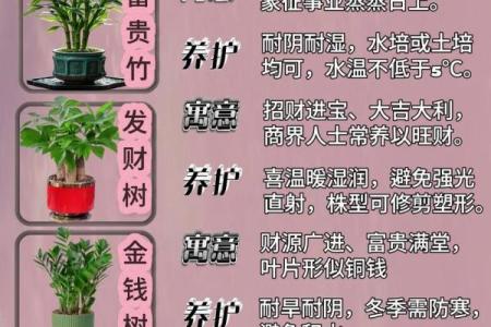 必须知道的风水植物优点有哪些？