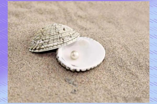 哪种贝壳风水作用